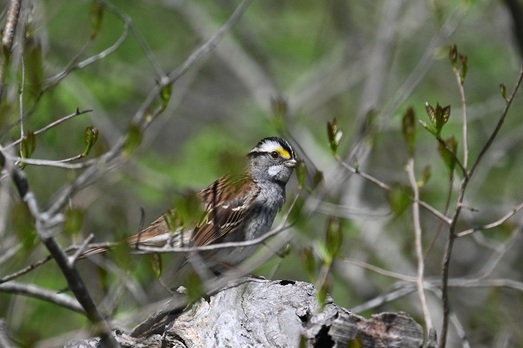 2025-05077463 Parker River NWR, MA.JPG - White-throated Sparrow. Parker River National Wildlife Refuge, MA, 5-7-2025